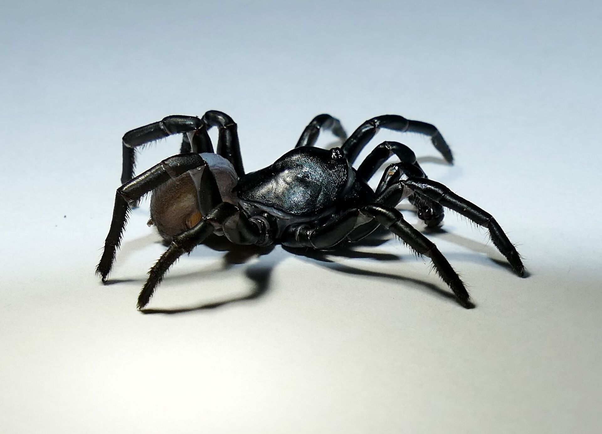 Nova espécie de aranha que pode viver por décadas é descoberta nos EUA (FOTO) - Sputnik Brasil, 1920, 22.04.2021