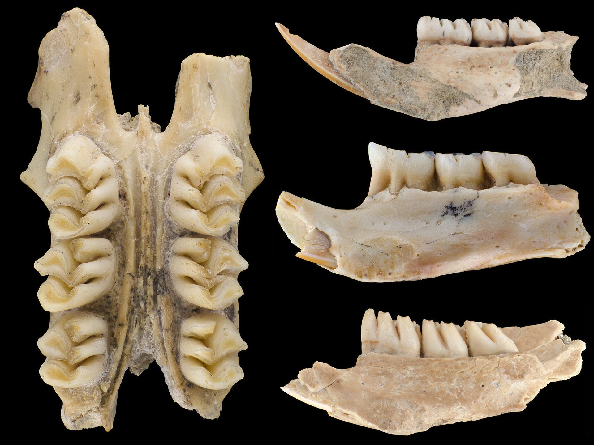 Descobertas 3 novas espécies de roedores gigantes que eram comidos por ancestrais humanos (FOTO) - Sputnik Brasil, 1920, 23.04.2021