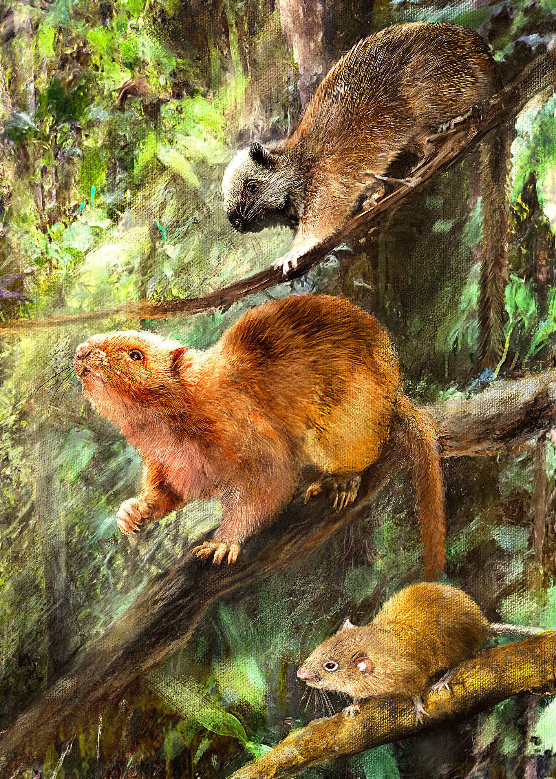 Descobertas 3 novas espécies de roedores gigantes que eram comidos por ancestrais humanos (FOTO) - Sputnik Brasil, 1920, 23.04.2021