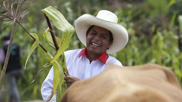 Pedro Castillo, então candidato à presidência do Peru, segura um talo de milho em sua propriedade em Chugur, no Peru, em 15 de abril de 2021 - Sputnik Brasil