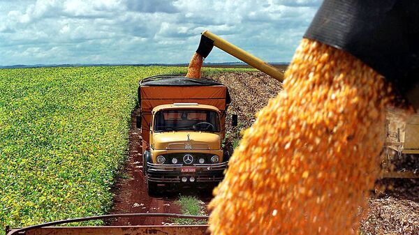 Produção de milho de uma fazenda é carregada em caminhões, na cidade de Guarapuava, no Paraná - Sputnik Brasil
