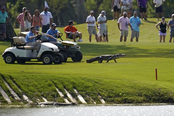 Organizadores de torneio de golfe acompanham em carrinhos de golfe um jacaré até a água, estado de Louisiana, EUA, 24 de abril de 2021
 - Sputnik Brasil