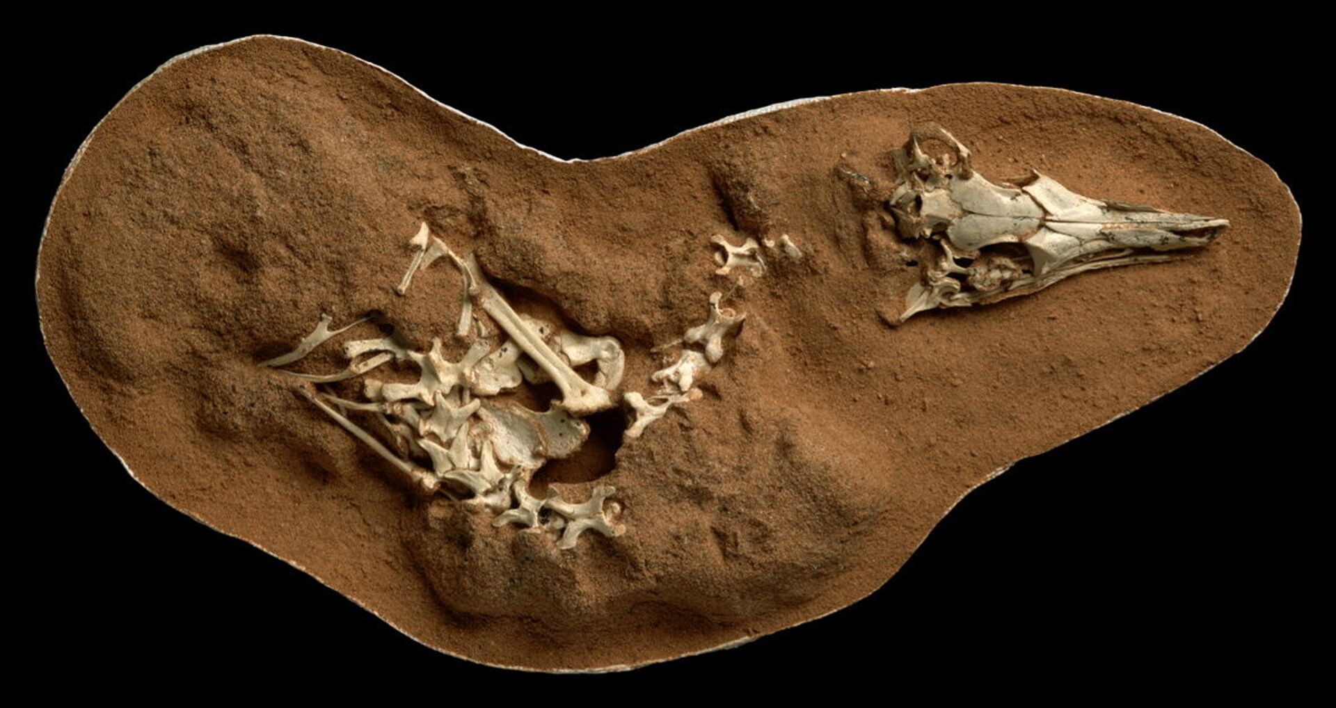 Dinossauro desenterrado por paleontólogos tinha 'vida noturna', segundo estudo (FOTO) - Sputnik Brasil, 1920, 07.05.2021
