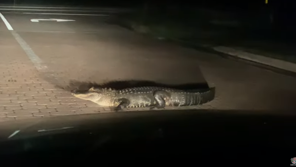 Crocodilo na estrada à noite (imagem referencial) - Sputnik Brasil