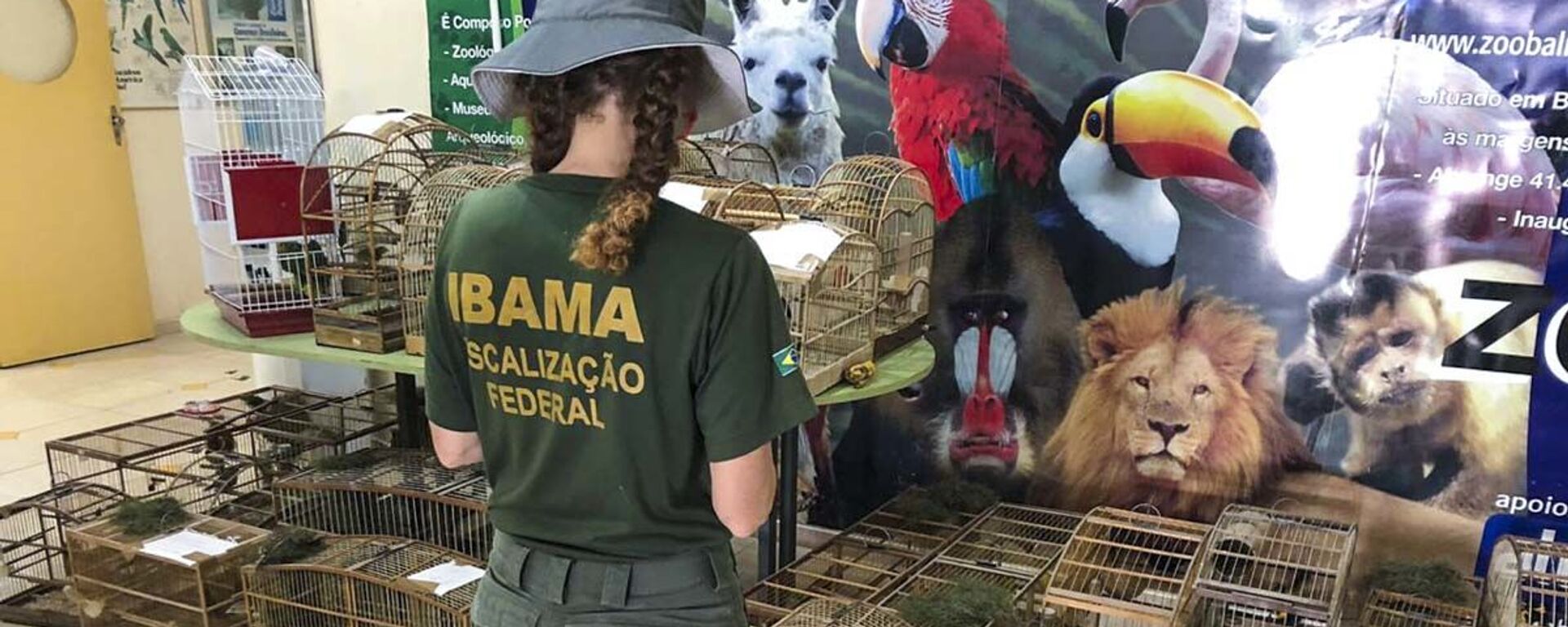 Ibama apreende 44 pássaros em ação de combate ao tráfico de fauna em Itajaí (SC), em 10 de dezembro de 2019 - Sputnik Brasil, 1920, 24.06.2024