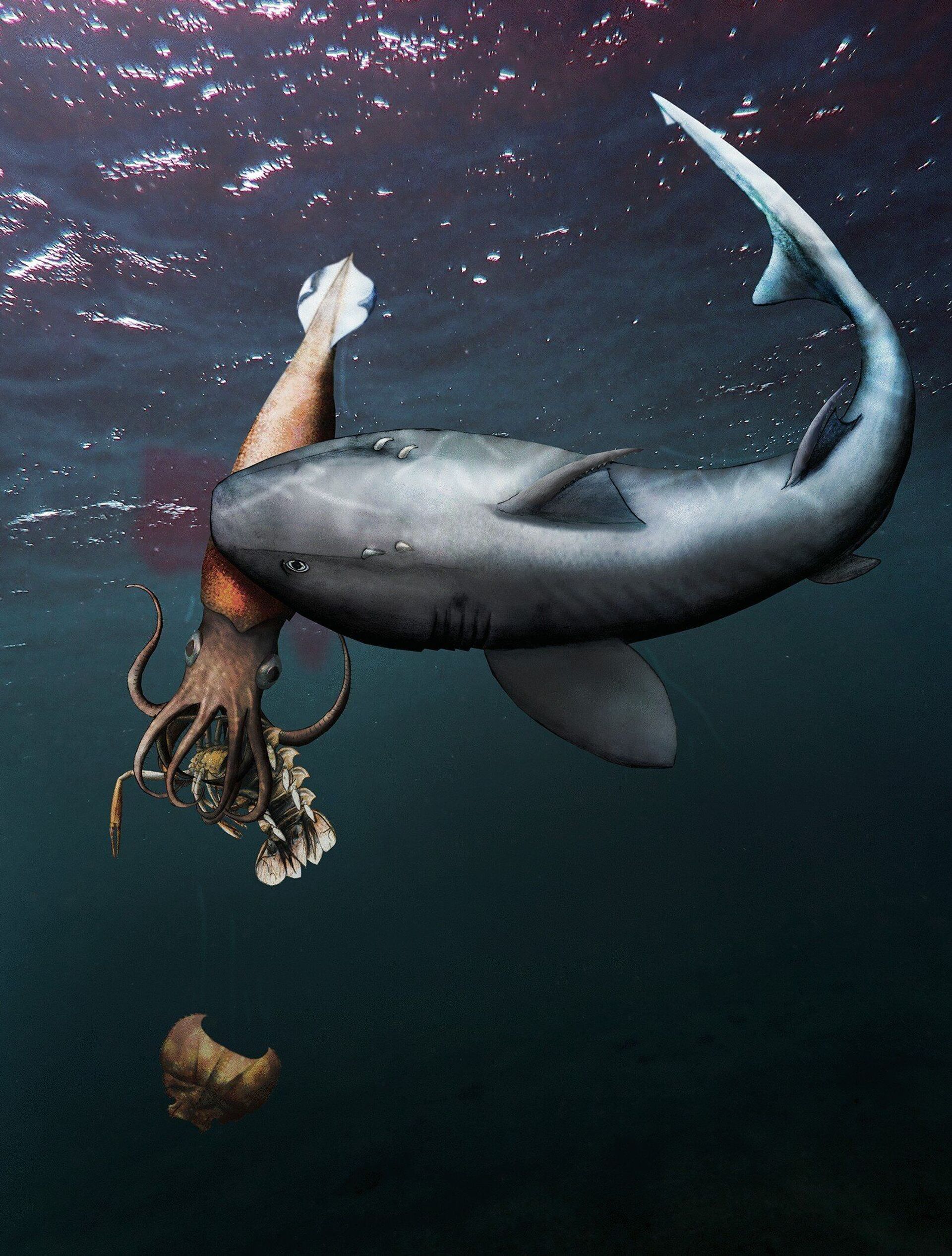 Fóssil capta lula ancestral comendo crustáceo enquanto era comida por tubarão pré-histórico (FOTOS) - Sputnik Brasil, 1920, 11.05.2021