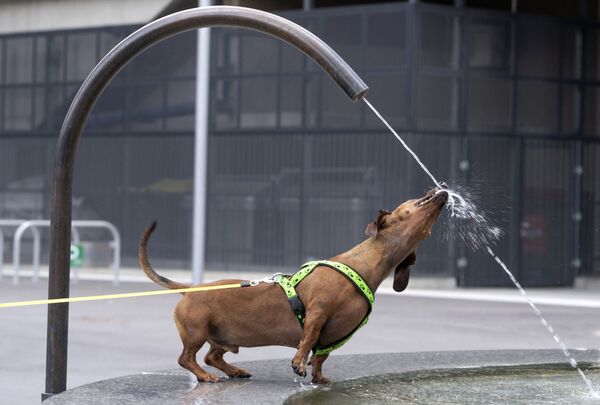 Dachshund de três anos de idade se refresca em fonte em um dia quente e ensolarado em Seestadt, subúrbio de Viena, Áustria, 8 de junho de 2021 - Sputnik Brasil