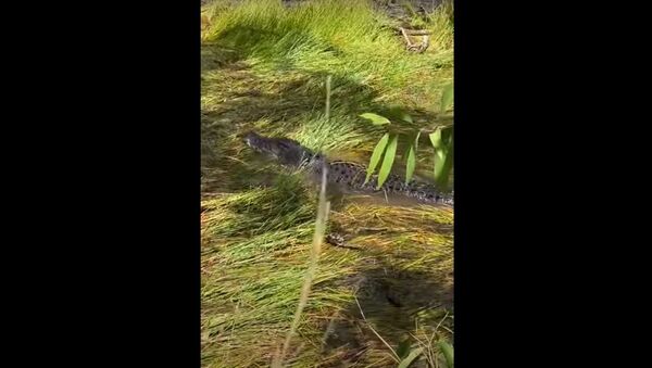 Crocodilo-de-água-salgada flagrado em Queensland, na Austrália - Sputnik Brasil