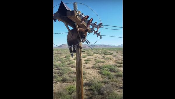 Urso preso em poste de eletricidade no Arizona, nos EUA - Sputnik Brasil
