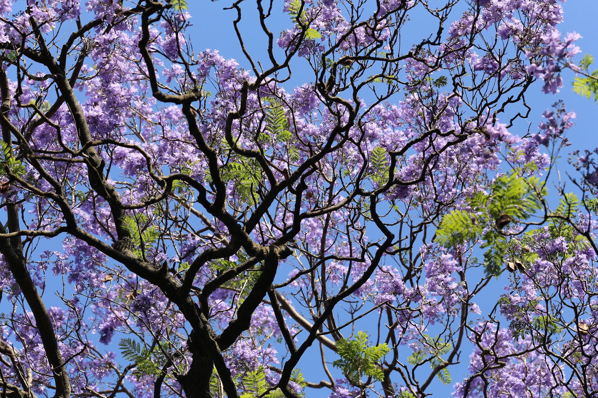 Flor tupiniquim na Europa: como beleza de jacarandás conquistou Portugal? (FOTO, VÍDEO) - Sputnik Brasil, 1920, 15.06.2021