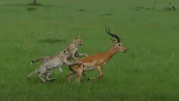 Chance de uma vida: impala escapa das garras de 3 guepardos no Quênia - Sputnik Brasil