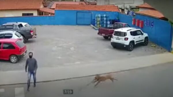 Cachorro prestes a derrubar homem no México - Sputnik Brasil