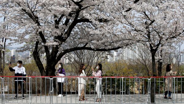 Pessoas tiram fotos ao lado de árvore em floração durante a pandemia, Coreia do Sul - Sputnik Brasil