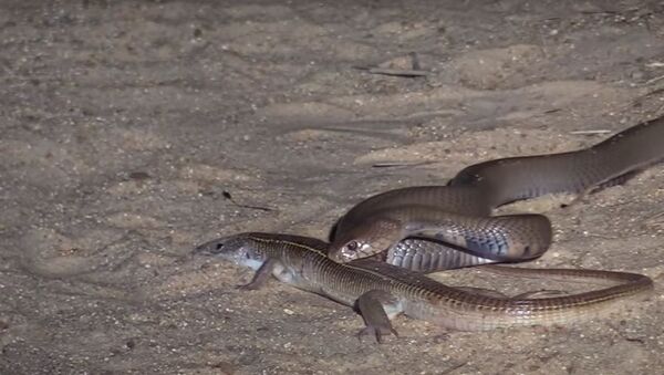 Cobra e lagarto prestes a lutar em bosque na África do Sul - Sputnik Brasil