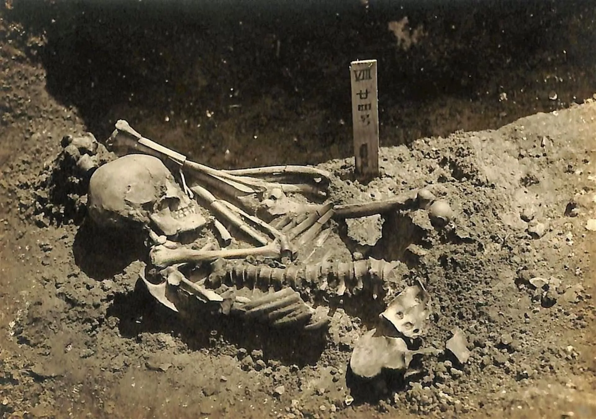 Esqueleto de 3.000 anos revela a mais antiga vítima de tubarão já descoberta (FOTO) Esqueleto de 3.000 anos revela a mais antiga vítima de tubarão já descoberta (FOTO) - Sputnik Brasil, 1920, 24.06.2021