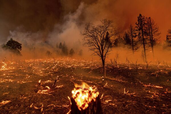 Fumaça envolve árvores em meio ao incêndio na área de Doyle, Califórnia, EUA, 9 de julho de 2021 - Sputnik Brasil