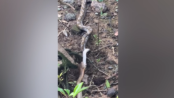 Cobra-real gigante devora píton na Cingapura - Sputnik Brasil