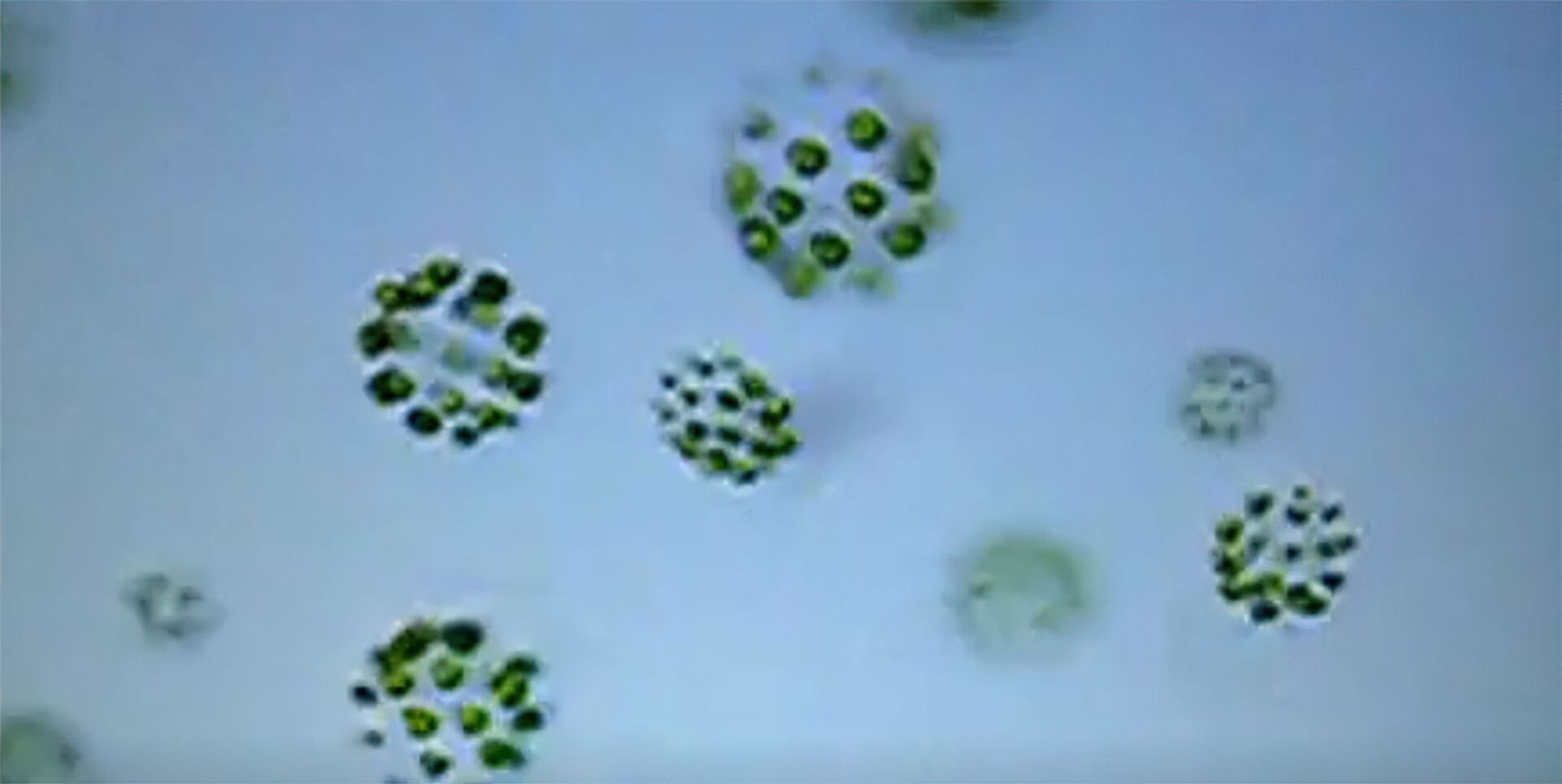 Planta trissexual? Cientistas estudam espécie de alga com 3 sexos diferentes - Sputnik Brasil, 1920, 15.07.2021