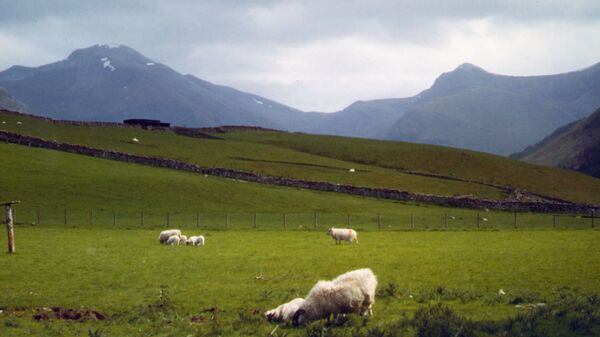 Ovelhas pastam na base de Ben Nevis, Escócia, a montanha mais alta do Reino Unido. Foto de arquivo - Sputnik Brasil