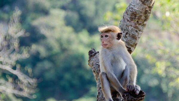 Macaco (imagem referencial) - Sputnik Brasil
