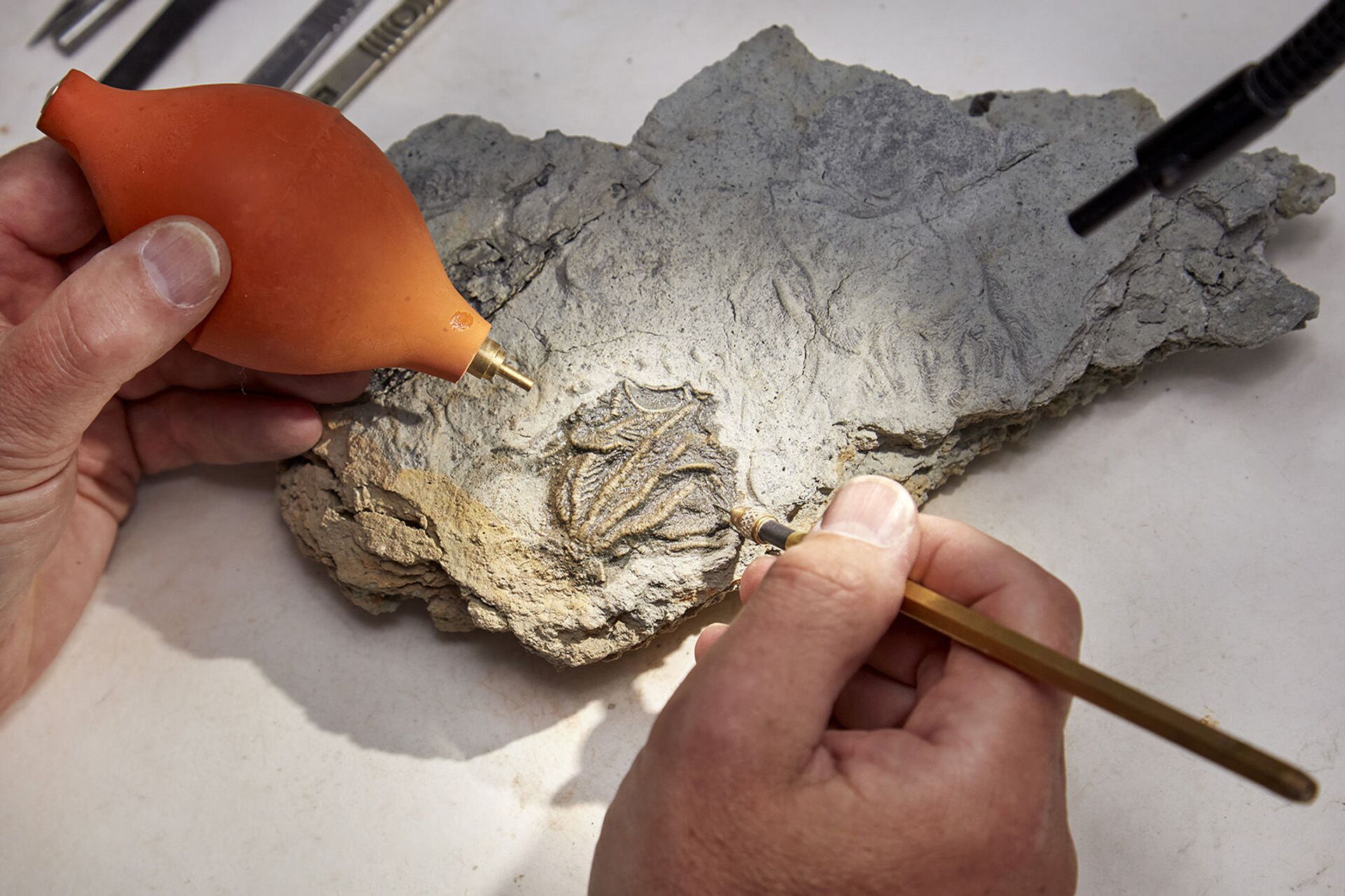 'Pompeia Jurássica': pedreira britânica revela fósseis extraordinários de animais marinhos (FOTOS) - Sputnik Brasil, 1920, 22.07.2021