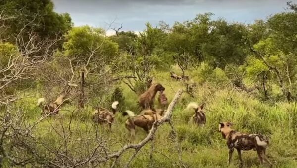 Cães selvagens lutam contra hienas - Sputnik Brasil