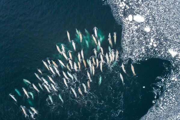 Foto Above The Polar Regions (Acima das Regiões Polares, na tradução) do fotógrafo francês Florian Ledoux, que ficou em primeiro lugar na categoria Portfólio - Sputnik Brasil