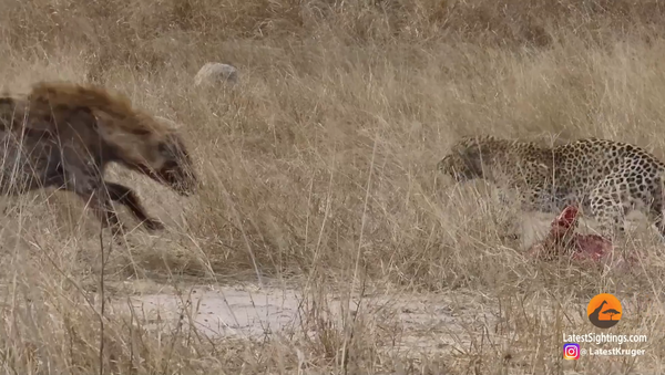 Leoparda e hiena lutando (imagem referencial) - Sputnik Brasil