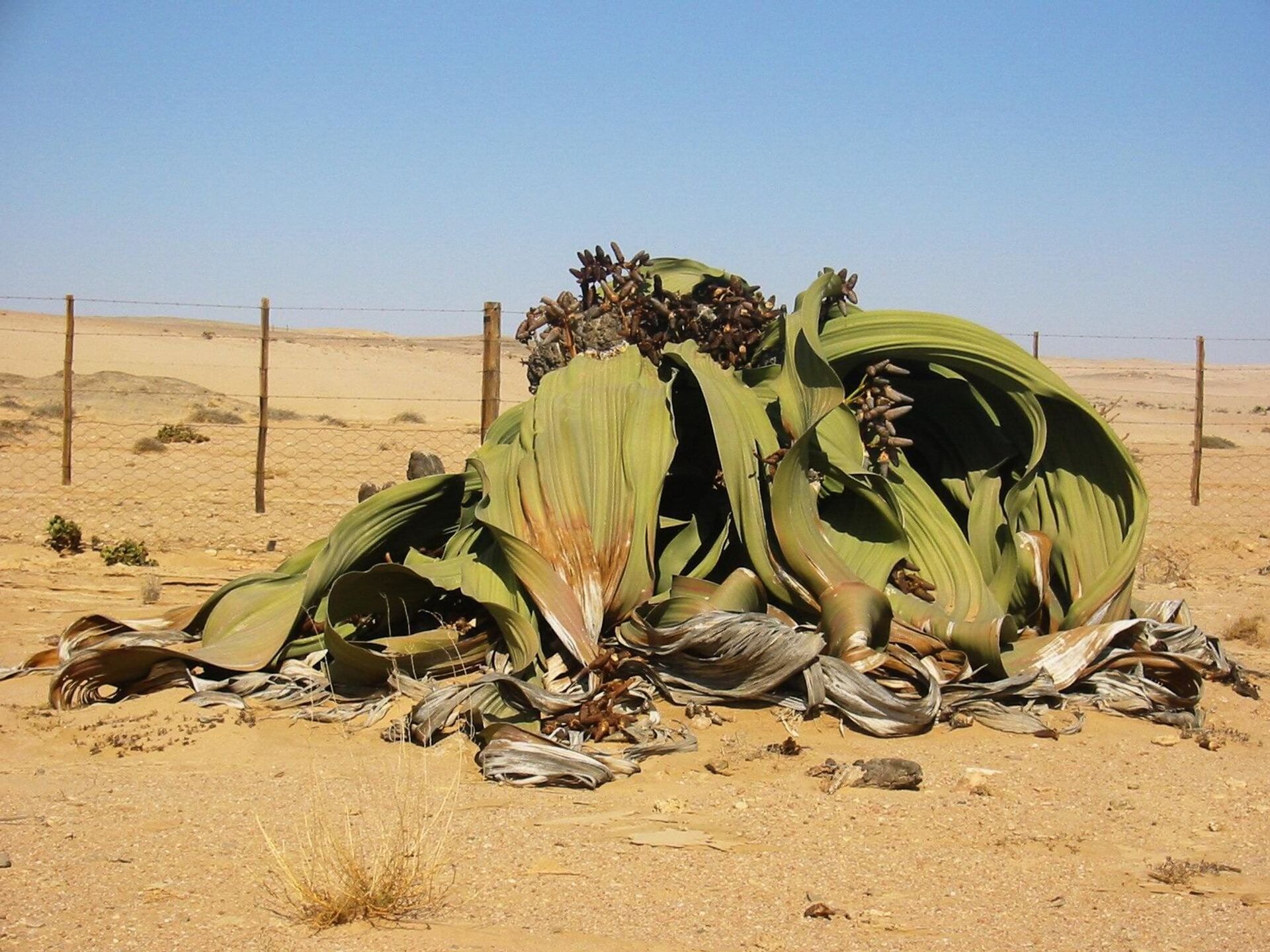 Imortal? Estudo revela segredos genéticos da planta 'que não morre' no deserto africano - Sputnik Brasil, 1920, 04.08.2021