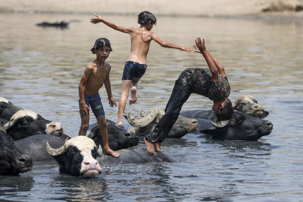 Garotos iraquianos brincam no rio Diyala, perto de uma manada de búfalos, a nordeste de Bagdá, 2 de agosto de 2021 - Sputnik Brasil