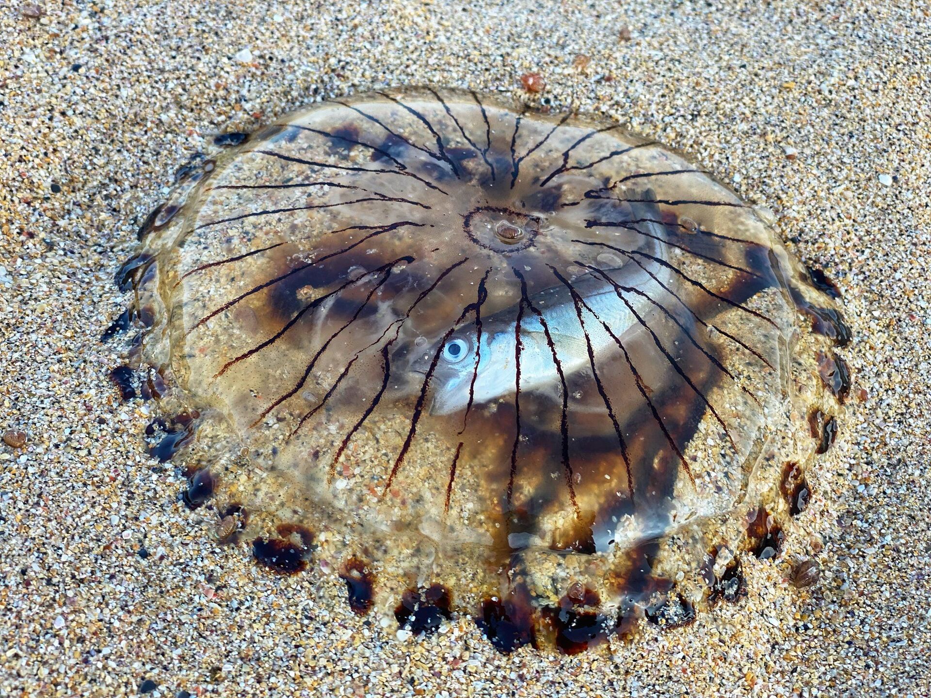 Peixe intacto é encontrado dentro de medusa morta no Reino Unido (FOTO) - Sputnik Brasil, 1920, 13.08.2021