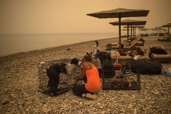 Uma mulher cuida de um cachorro ferido em uma praia na ilha grega de Evia, bastante afetada pelos incêndios florestais, 9 de agosto de 2021 - Sputnik Brasil