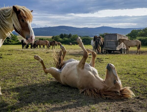 Cavalos islandeses brincam em um prado perto de Frankfurt, na Alemanha, 9 de agosto de 2021 - Sputnik Brasil