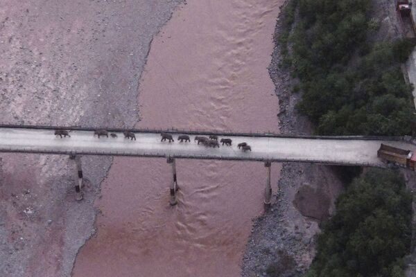 Fotografia aérea mostra uma manada de elefantes atravessando um rio utilizando uma autoestrada perto da cidade de Yuxi, no sudoeste da província de Yunnan, na China, 8 de agosto de 2021 - Sputnik Brasil