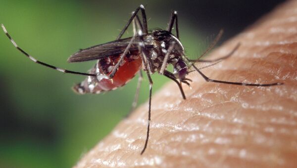 Mosquito (imagem referencial) - Sputnik Brasil