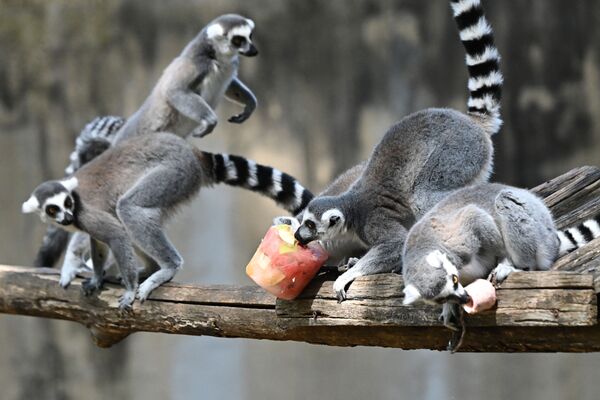 Lêmures comem frutas congeladas para se refrescar no Zoológico de Roma, Itália, 16 de agosto de 2021 - Sputnik Brasil