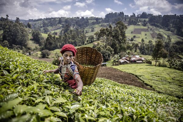 Mulher queniana coleta folhas de chá de uma plantação em Mathioya, Muranga, no Quênia - Sputnik Brasil