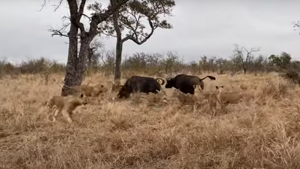 Búfalos duelam com leões - Sputnik Brasil