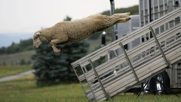 Ovelha salta de um caminhão durante o evento anual Classic Sheepdog Championship nos EUA. - Sputnik Brasil