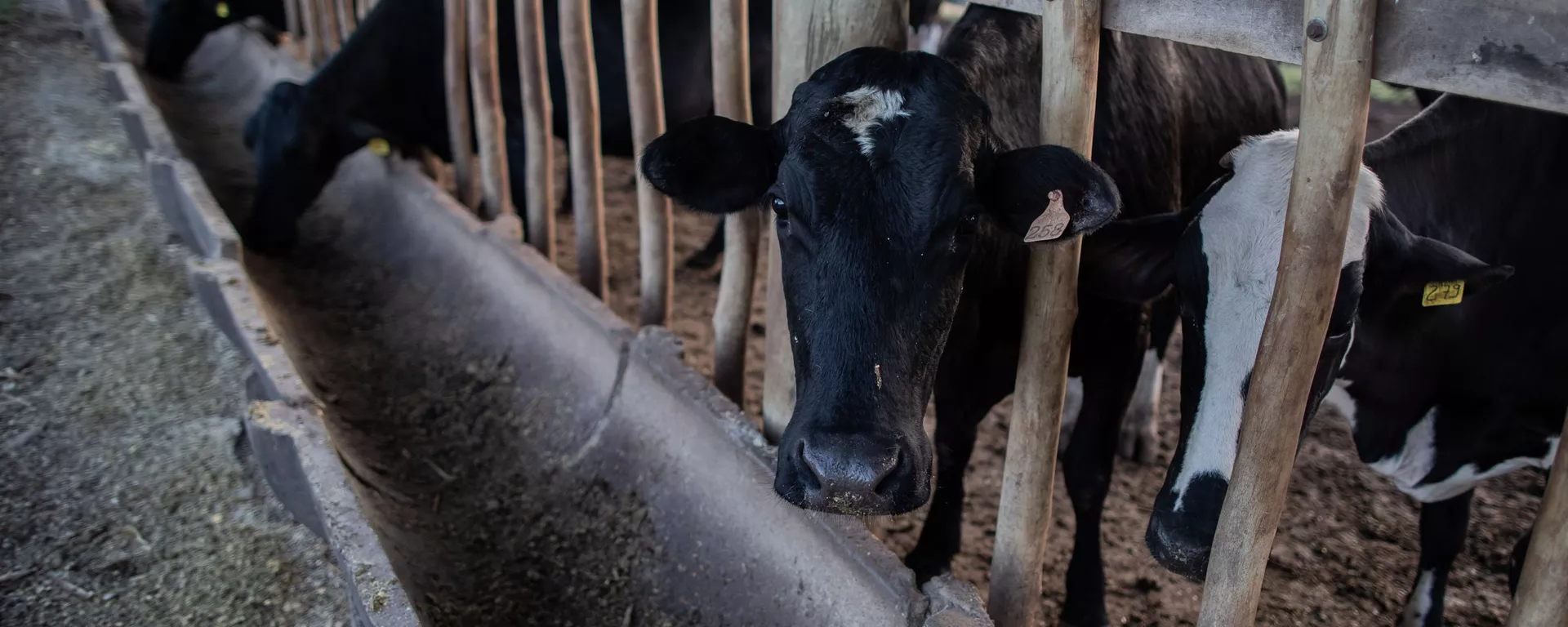 Gado come ração em Pardinho, interior do estado de São Paulo (foto de arquivo) - Sputnik Brasil, 1920, 04.06.2024