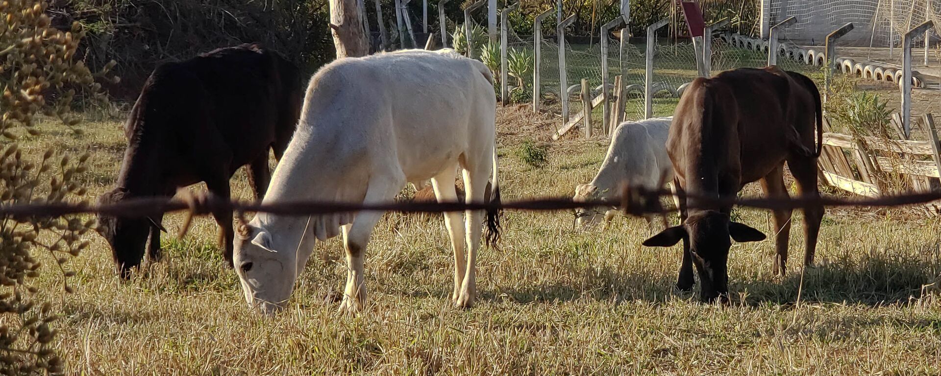 A suspeita de um caso de vaca louca em um frigorífico de Belo Horizonte (MG) paralisou o comércio internacional de boi gordo, 2 de setembro de 2021 - Sputnik Brasil, 1920, 07.09.2021