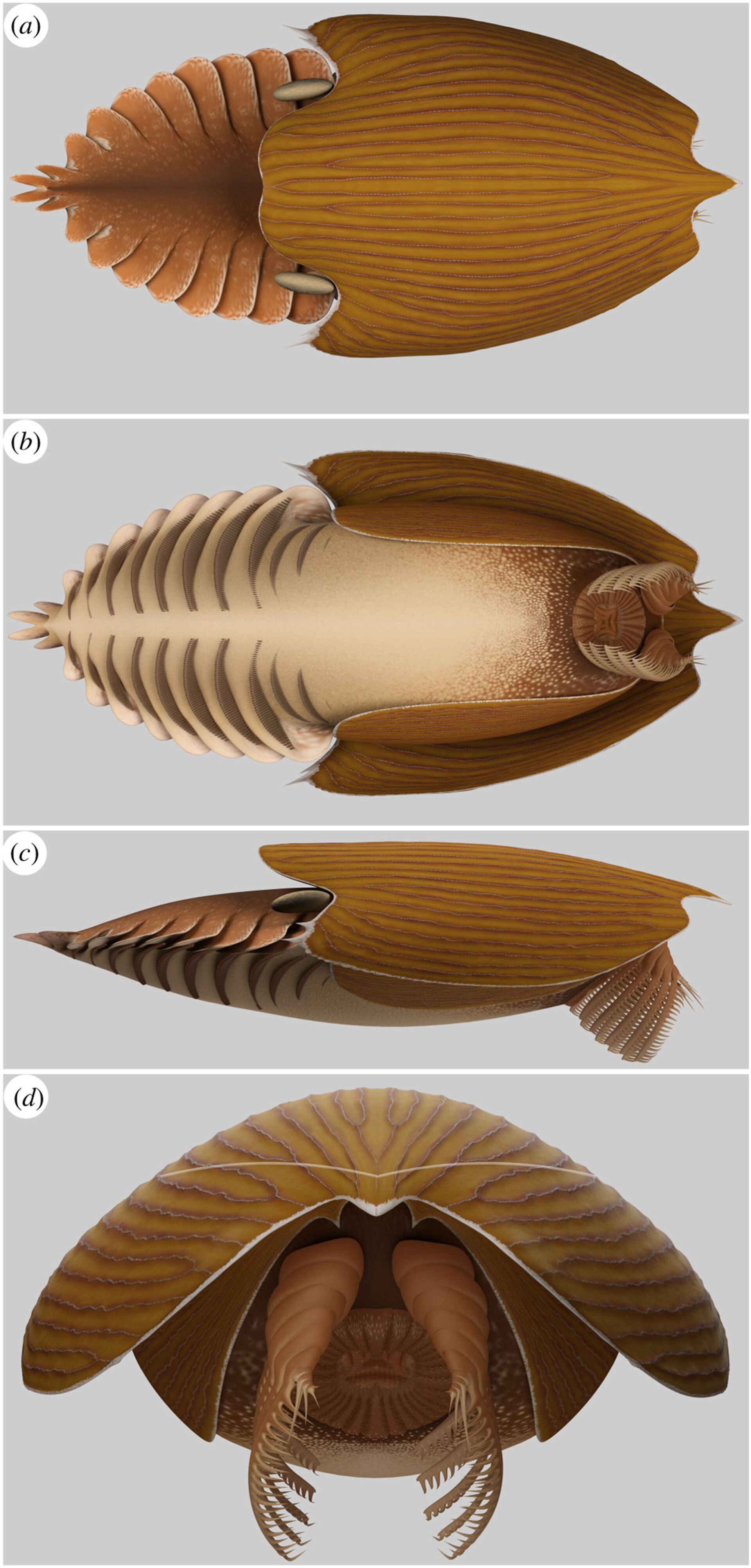 Reconstrução de Titanokorys gainesi, encontrado no Folhelho Burgess, Canadá - Sputnik Brasil, 1920, 09.11.2021