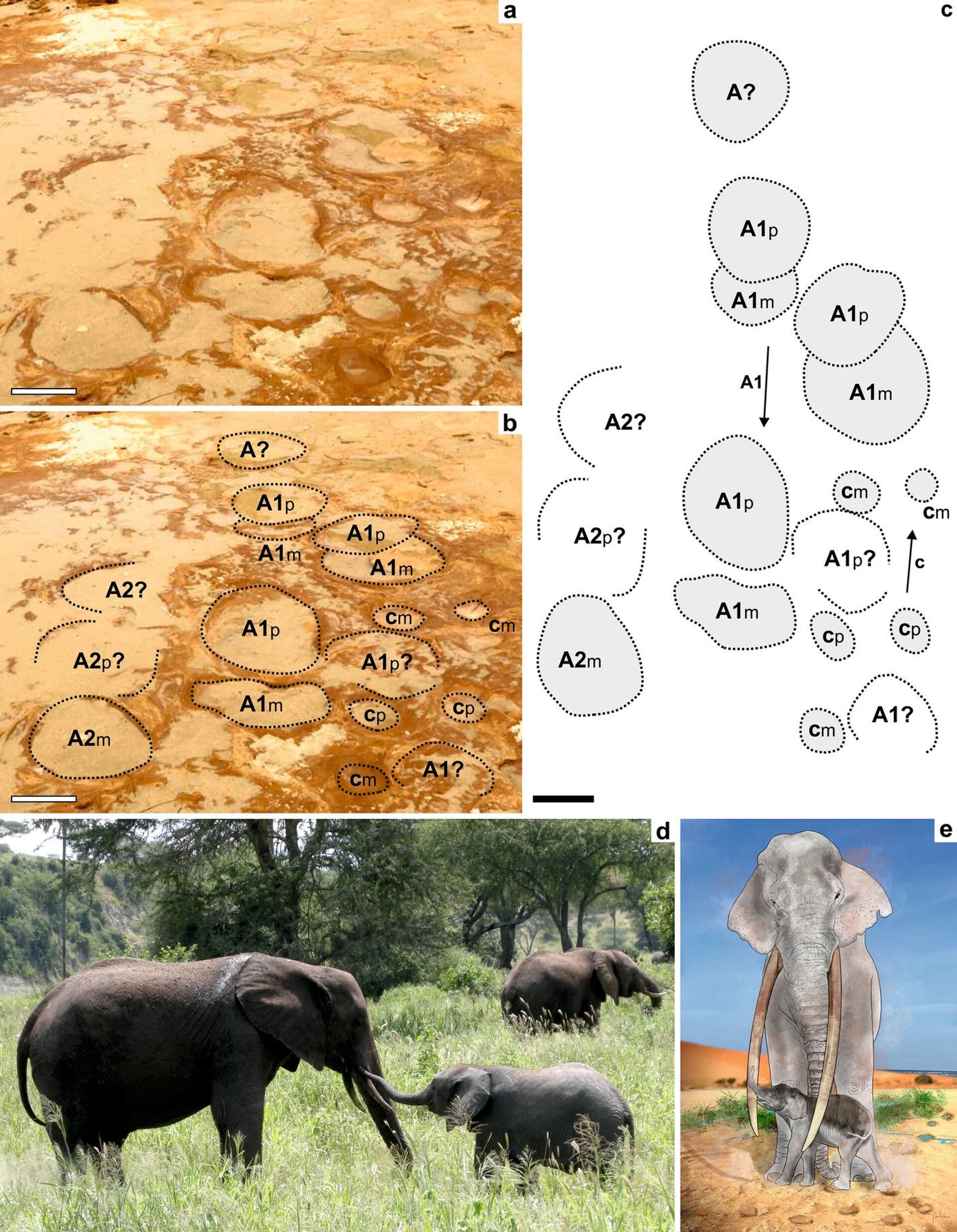 Pegadas de elefantes de presas retas do Pleistoceno Superior descobertas na Espanha - Sputnik Brasil, 1920, 09.11.2021