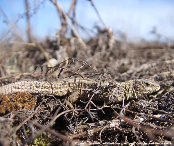 Lagarto na zona de exclusão de Chernobyl. - Sputnik Brasil