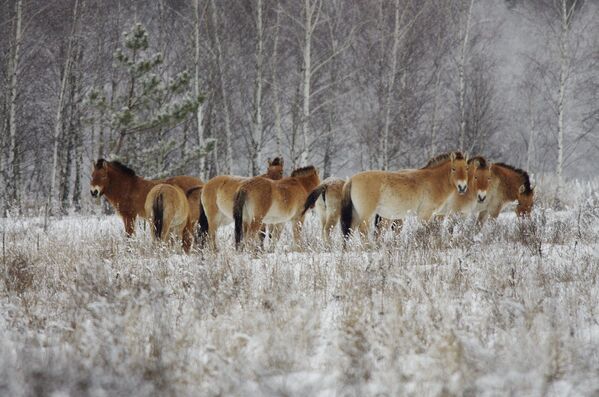 Cavalos selvagens na zona de exclusão de Chernobyl, que foi estabelecida após o acidente nuclear no reator número quatro da usina nuclear em abril de 1986. - Sputnik Brasil