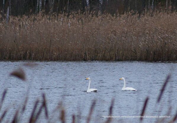 Cisnes na zona de exclusão de Chernobyl, onde o nível de radiação ainda permanece alto. - Sputnik Brasil