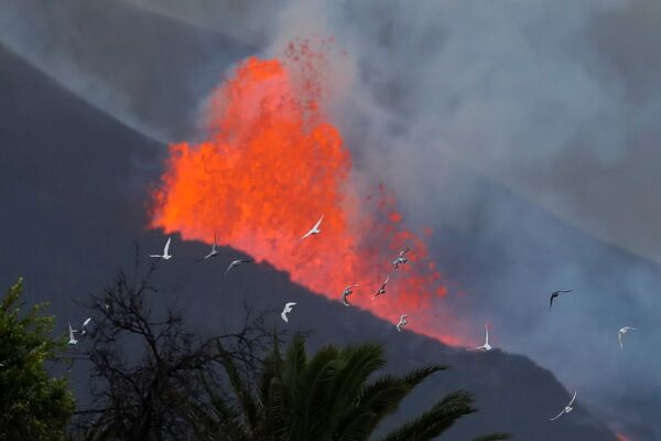 Pombas voam em frente da lava do vulcão Cumbre Vieja, 28 de setembro de 2021. - Sputnik Brasil