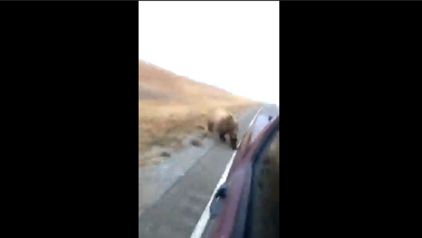 Urso correndo atrás de carro (imagem referencial) - Sputnik Brasil
