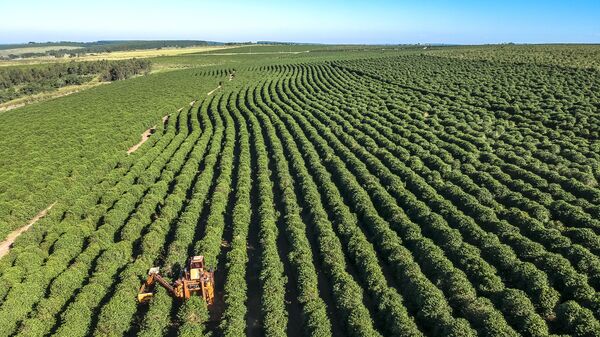 Vista aérea de drone de uma colheita mecanizada de café em uma fazenda no município de Gália, região centro-oeste do estado de São Paulo - Sputnik Brasil