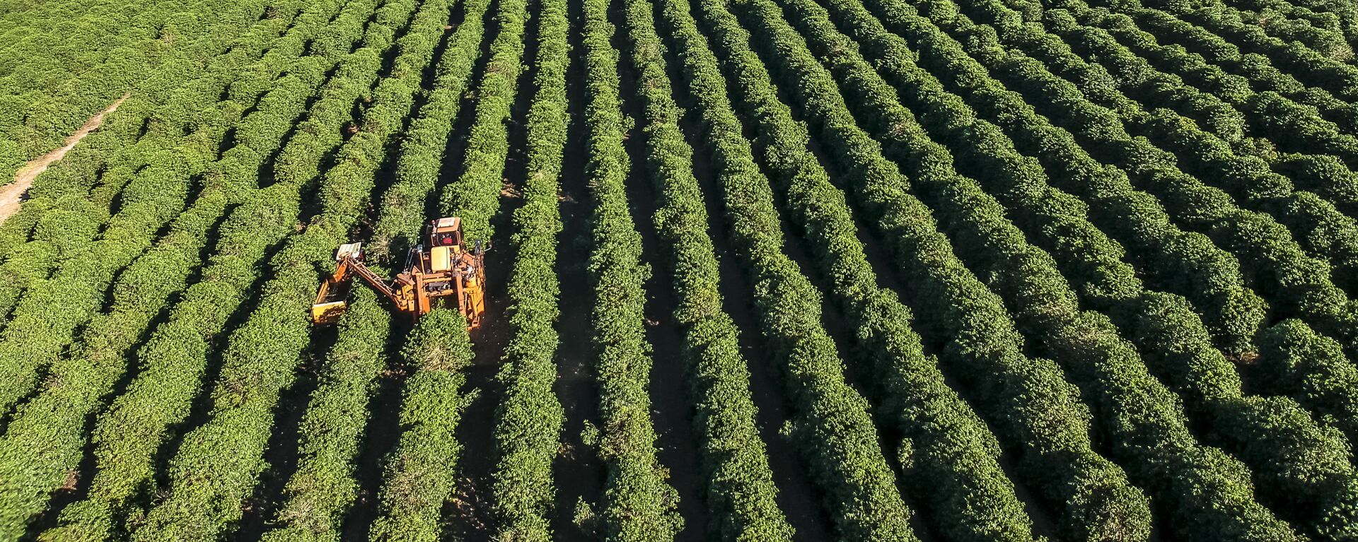 Vista aérea de drone de uma colheita mecanizada de café em uma fazenda no município de Gália, região centro-oeste do estado de São Paulo Vista aérea de drone de uma colheita mecanizada de café em uma fazenda no município de Gália, região centro-oeste do estado de São Paulo - Sputnik Brasil, 1920, 02.02.2025